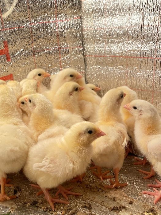 Адлер балапандары