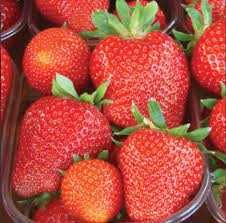 Stolonii de capsuni FRIGO pot fi plantati pana in luna august!