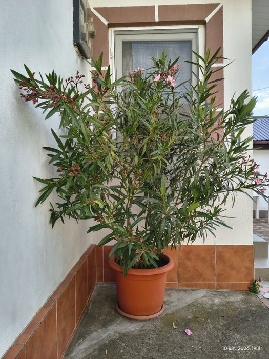 Leandru bicolor 170 cm