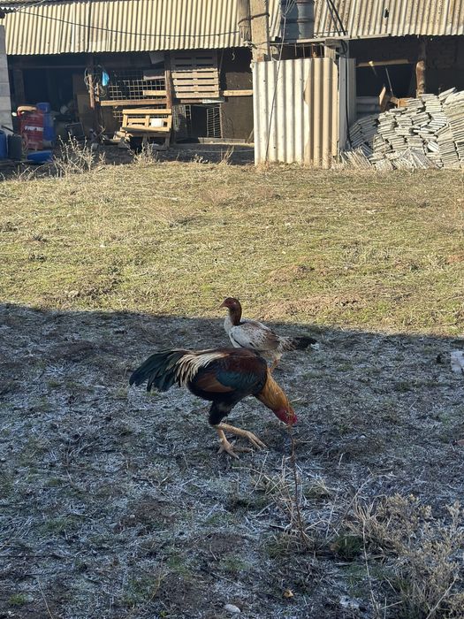 Дакан Қораз кореиц