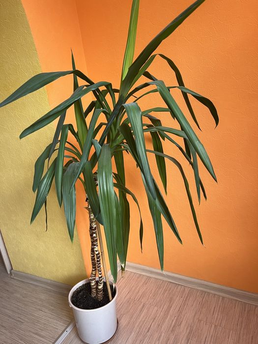 Пальма Юкка