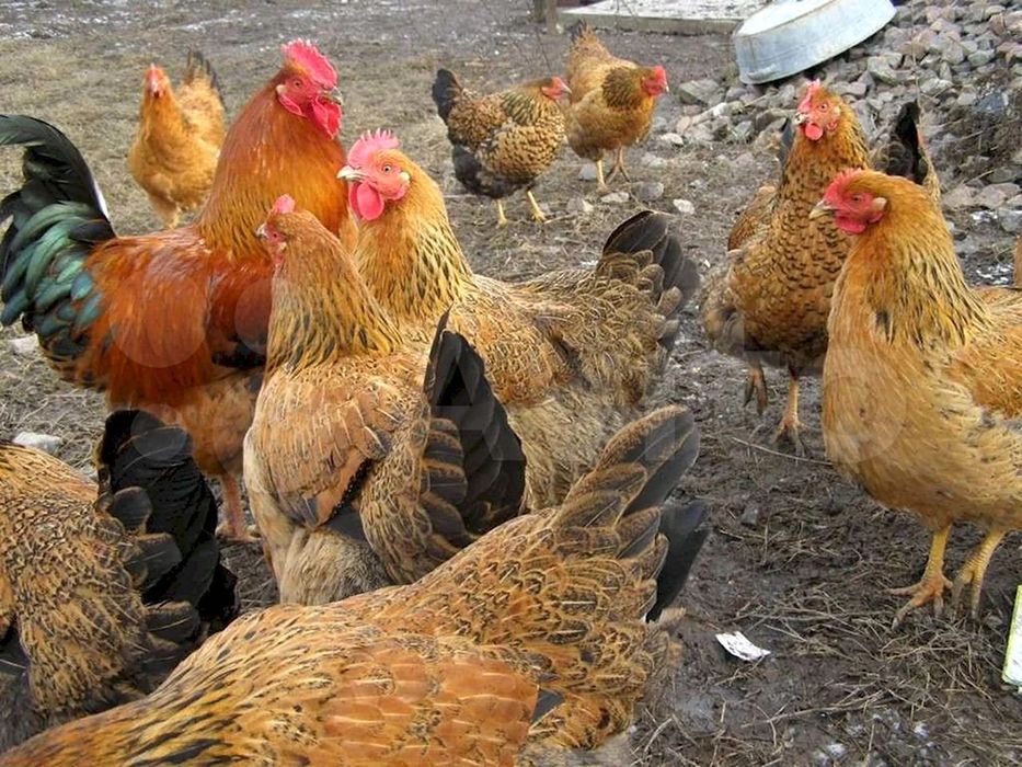 Продам цыплят кучин