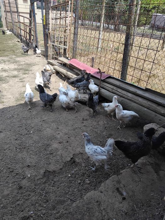 Vind puicute si cocosi ameraucana