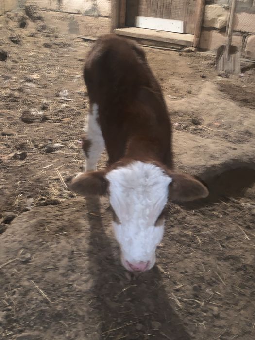 Еркек бұзау 1-апталық