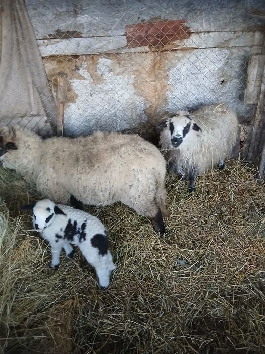 De Vânzare o oie cu mieluta și o cârlana  preț 1600 lei preț fix