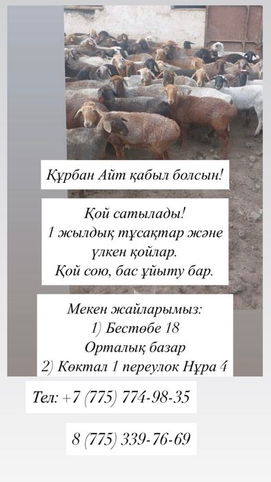 Қой сатылады Құрбан айтқа