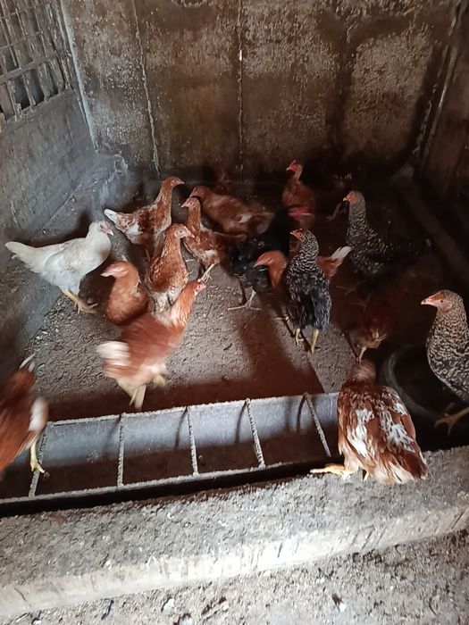 Schimb cu iepuri belgieni Preț 35 lei bucata