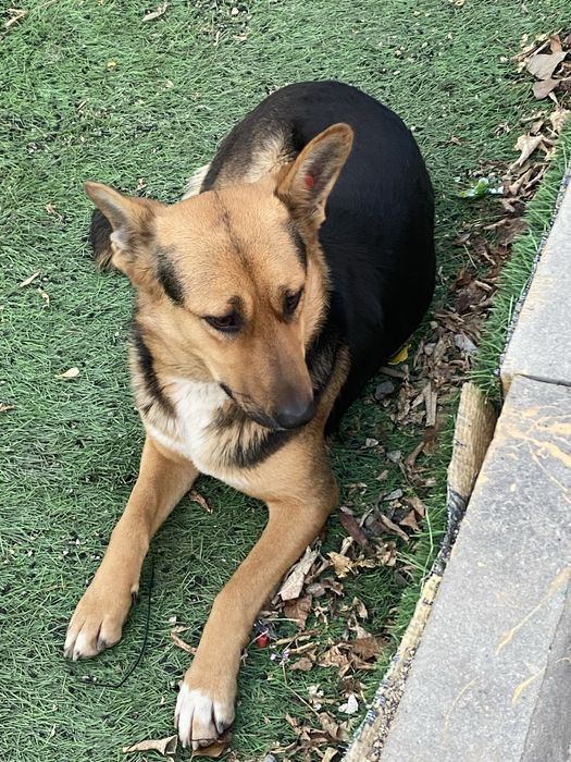 Девчонке нужен дом!