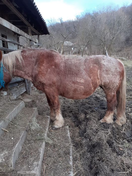 Vând iapă gestantă