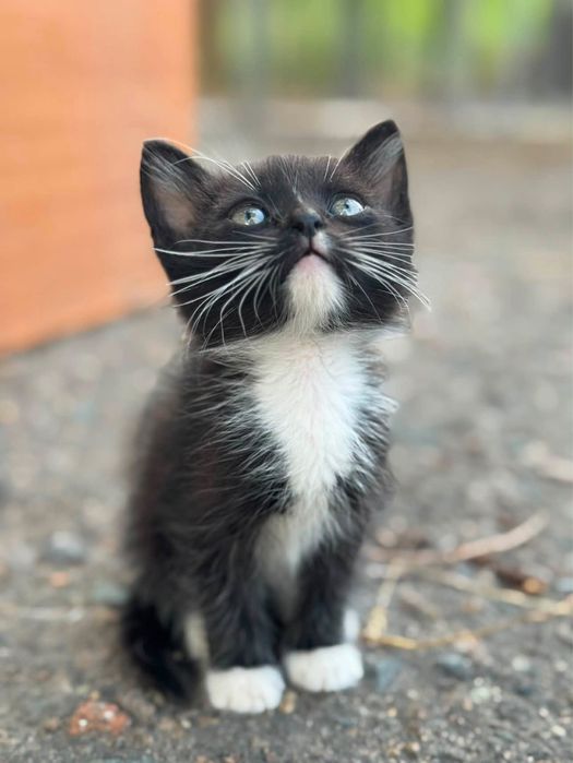 Котята 2 мес ищут дом