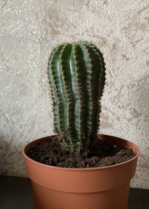 Продам недорога кактусы