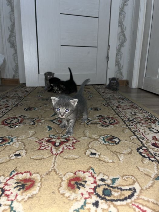 Мысық, кішкентай