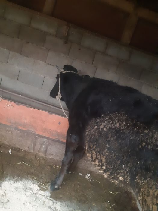 Корова продаётся