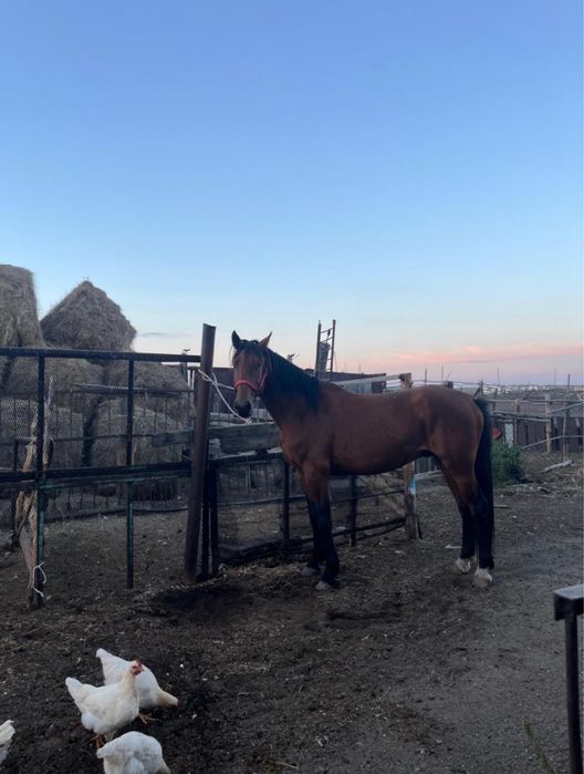 Продам жеребца.