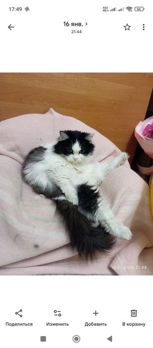 Потерялась кошка