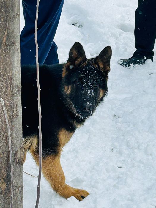 Немецкая овчарка