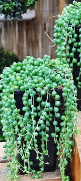 комнатные цветы не дорого