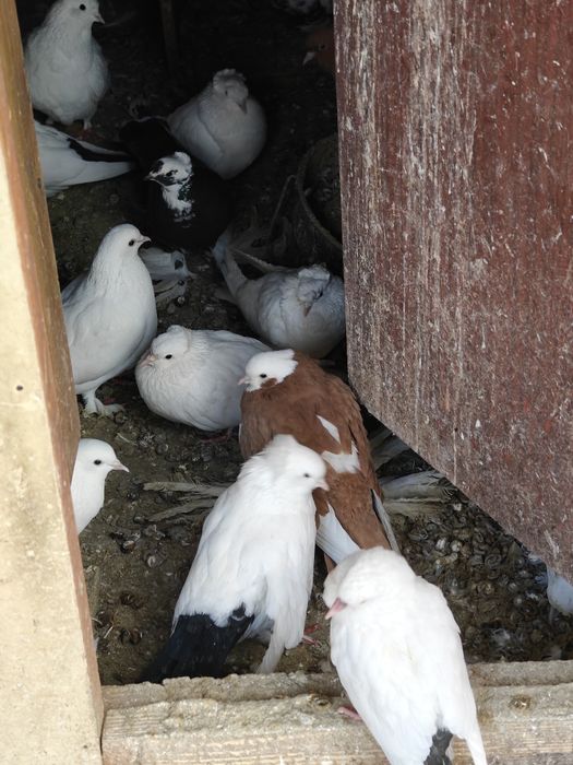 Продам голубей домашних