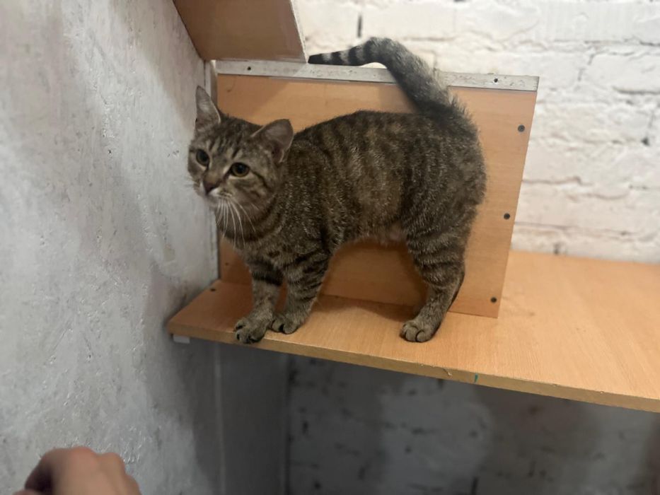 Отдам кошечку в добрые руки