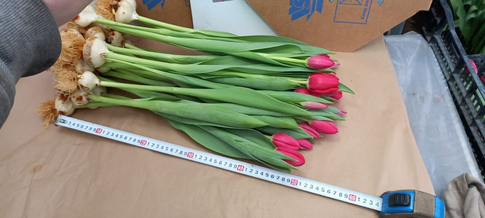 Тюльпаны оптом цветы