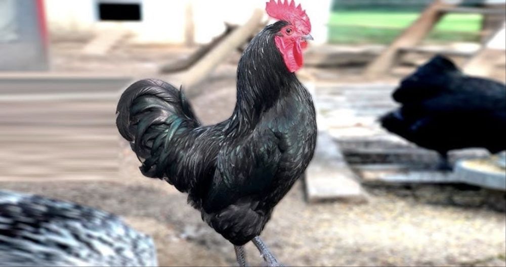 Кора шахзода хурузлари тоза конли