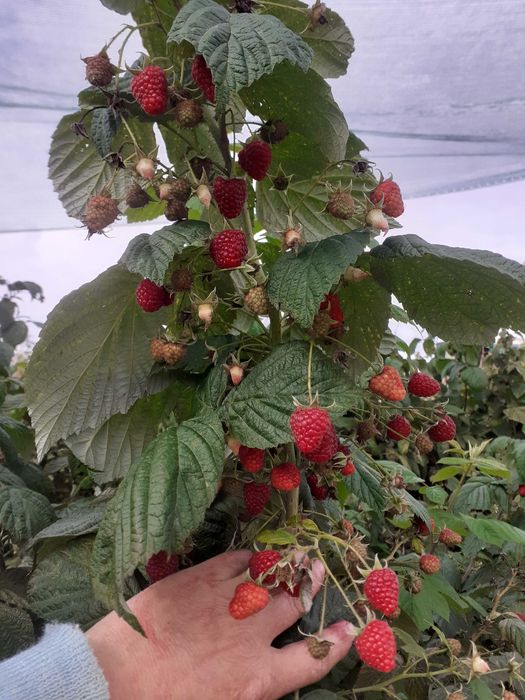 Vand drajoni de zmeura Polka