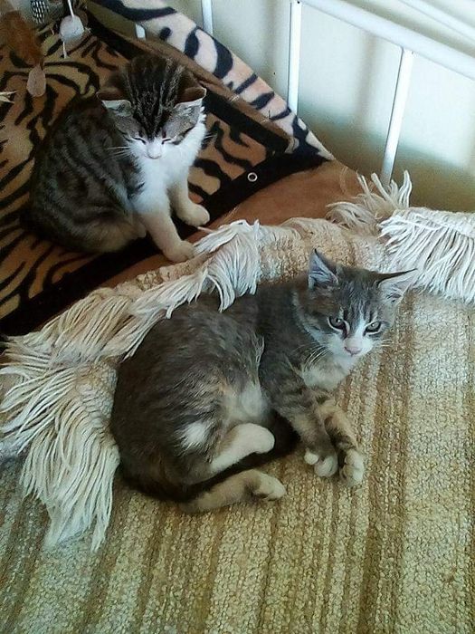 Разхождане на кучета, грижи и нощувки на домашни любимци в дом.условия