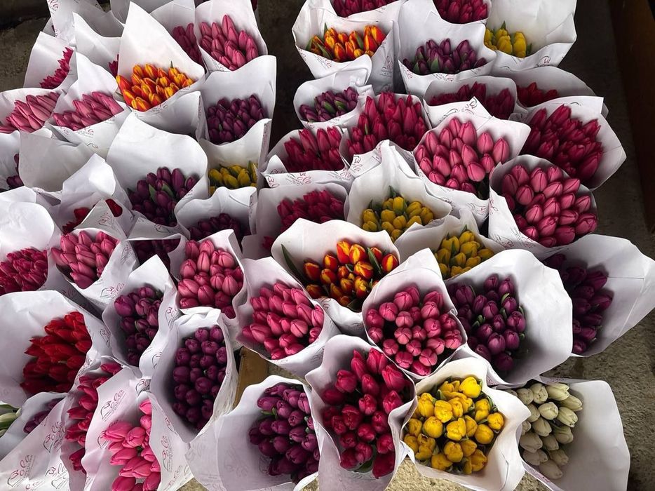 Голандские тюльпаны из парника
