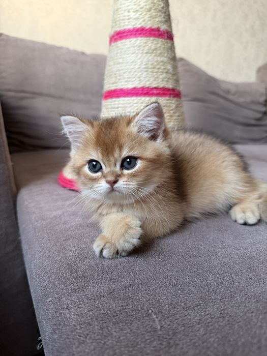 Золотая шиншилла котенок, скоттиш страйт