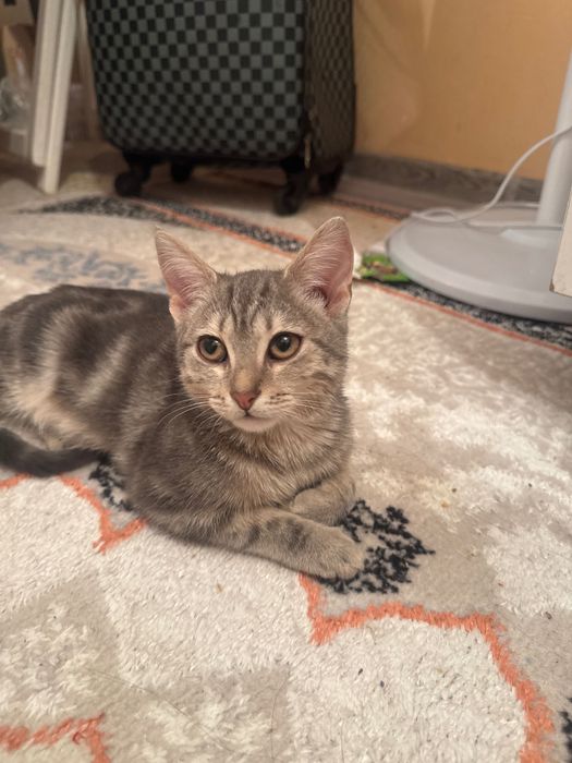 Отдам котенка в добрые руки