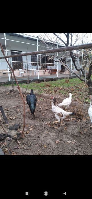 юнусабадский район