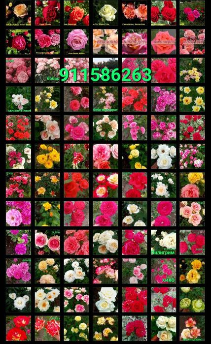 атиргул ва штаповийлар гулам бор