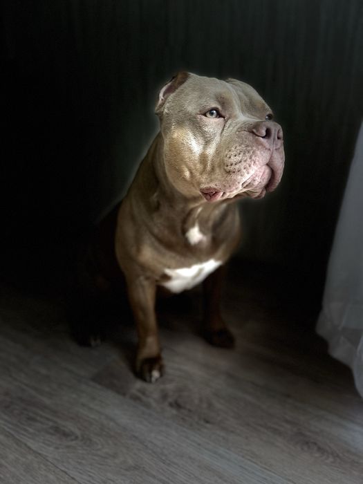 Американский булли вязка