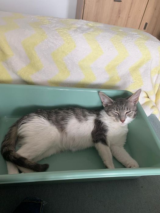 Puiut de pisica,pisicuta, pisicuta de adoptat, pisicuța pentru adopție