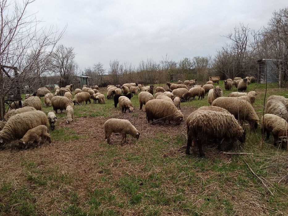 Oi fătate și grstante