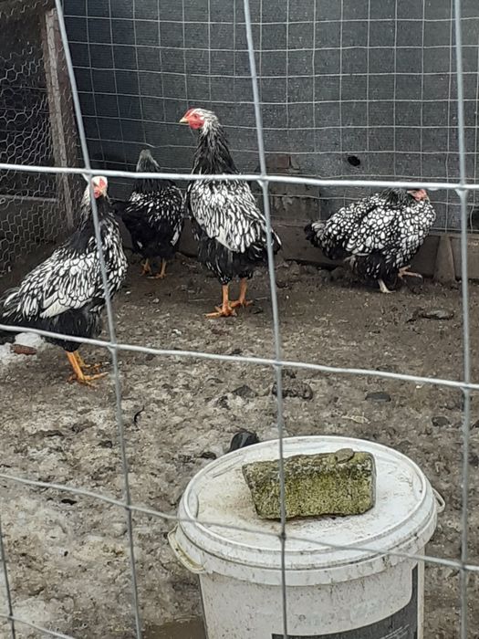 Păsări de vânzare