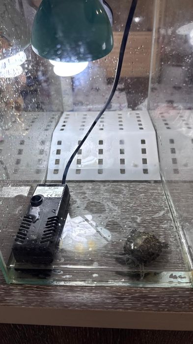 Продам черепаху вместе с аквариумом.