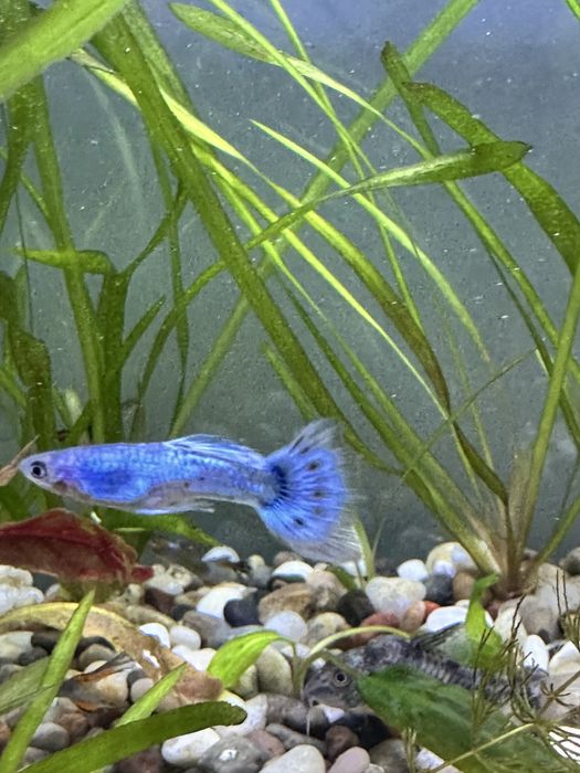 Гуппи 3000 оптом