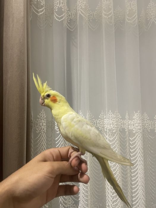 ручной карелла сотилади.