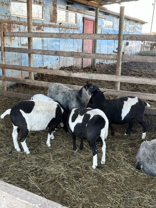 Овечки кросс  F1