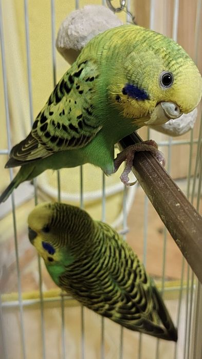 Pasari tinere colorate