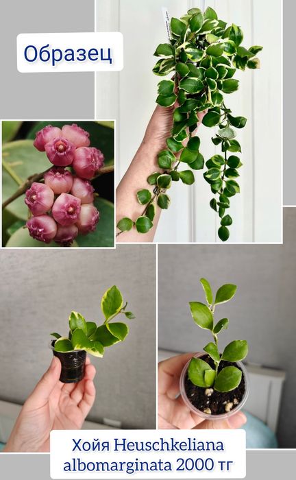 Хойя комнатные цветы