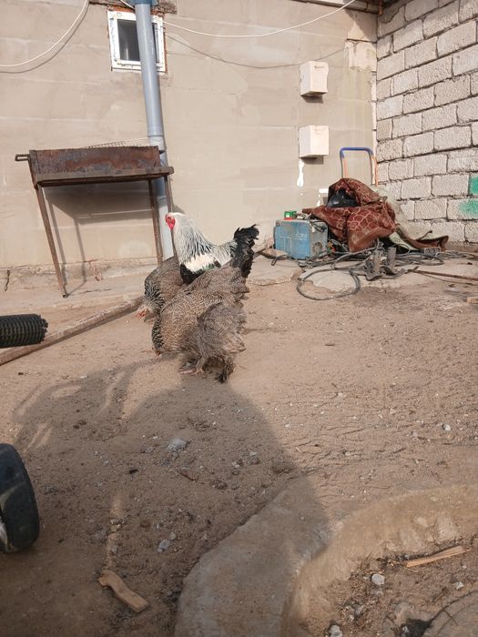 Инкубационное яицо брамы