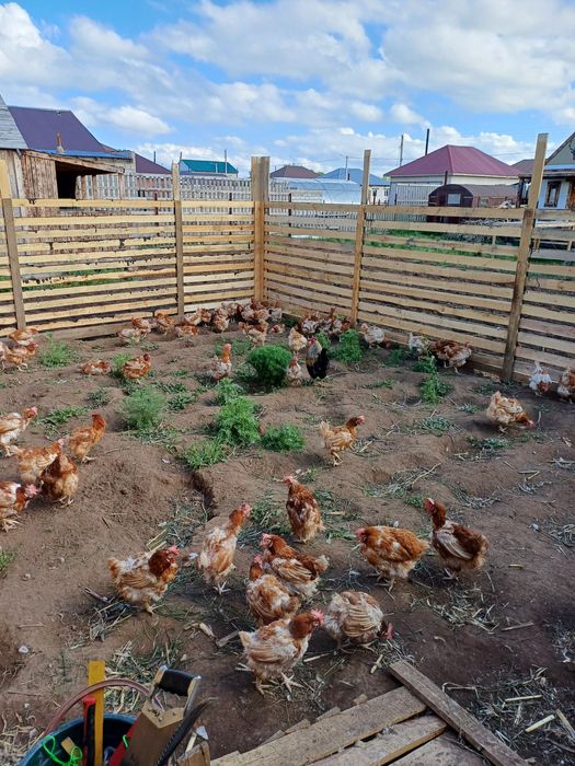 Продам деревенские  яйца