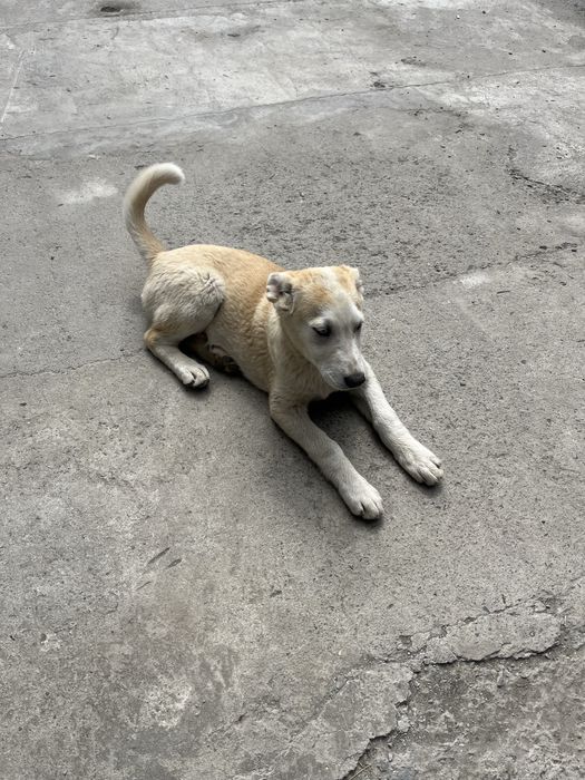 Продам щенков лабрадор хаски