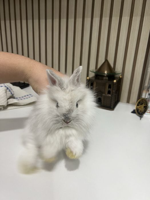 Декоративный Кролик