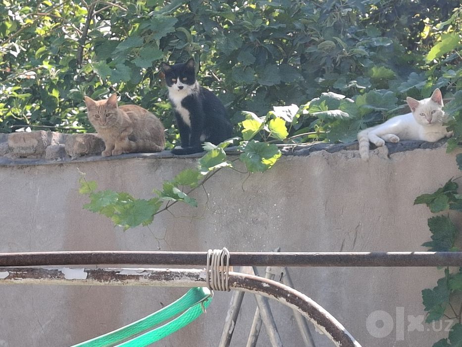 Бесплатно пышыклар бар.