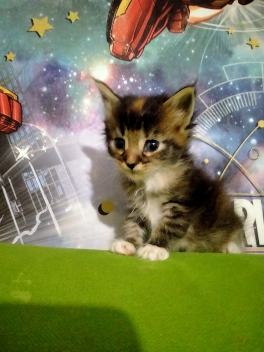 Срочно пр.котят Мей Кун мальчик и девочка