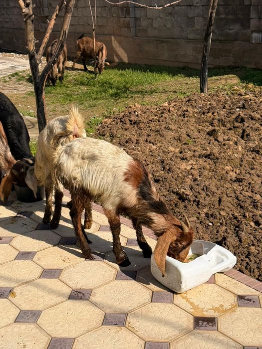 Камори лағы дені сау