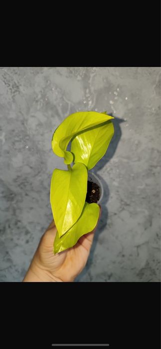 Продам комнатные цветы.